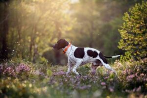 English Pointer von der Seite