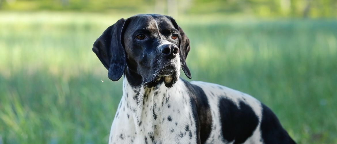 English Pointer von vorne