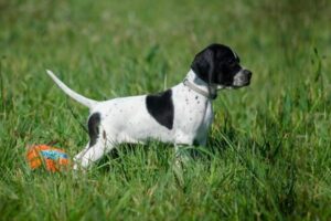 English Pointer Welpe