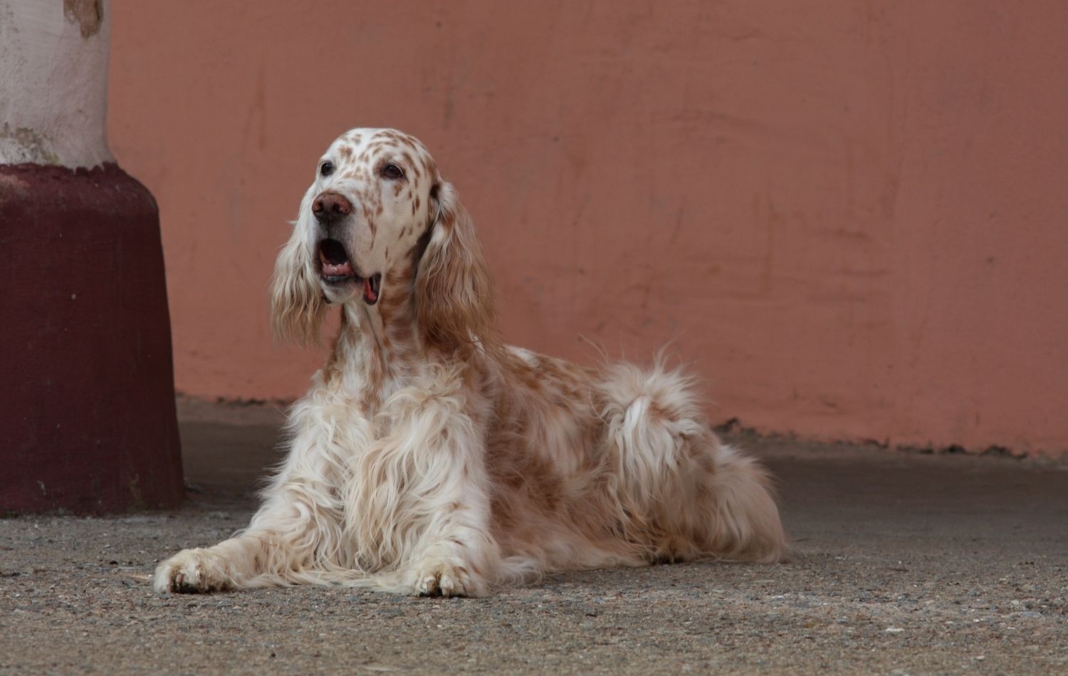 English Setter im Liegen