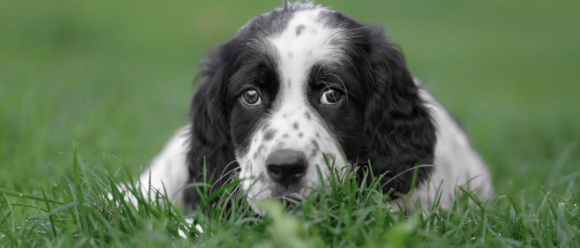 English Setter Welpe