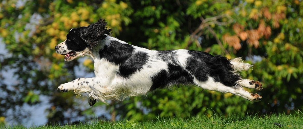 English Springer Spaniel im Sprung