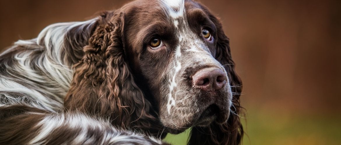 Englsh Springer Spaniel von vorne