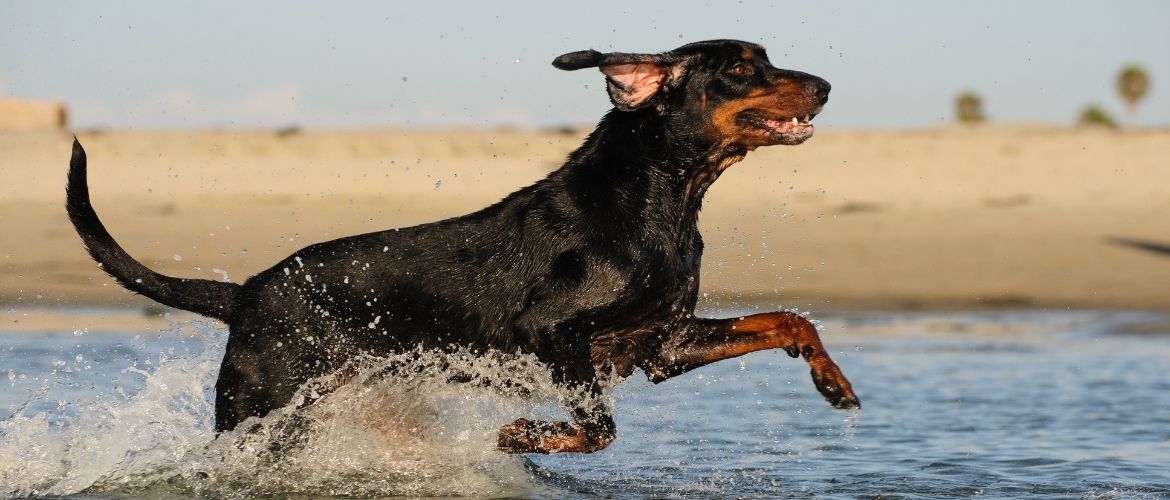 English Toy Terrier im Wasser