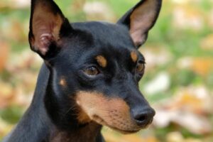 English Toy Terrier Welpe