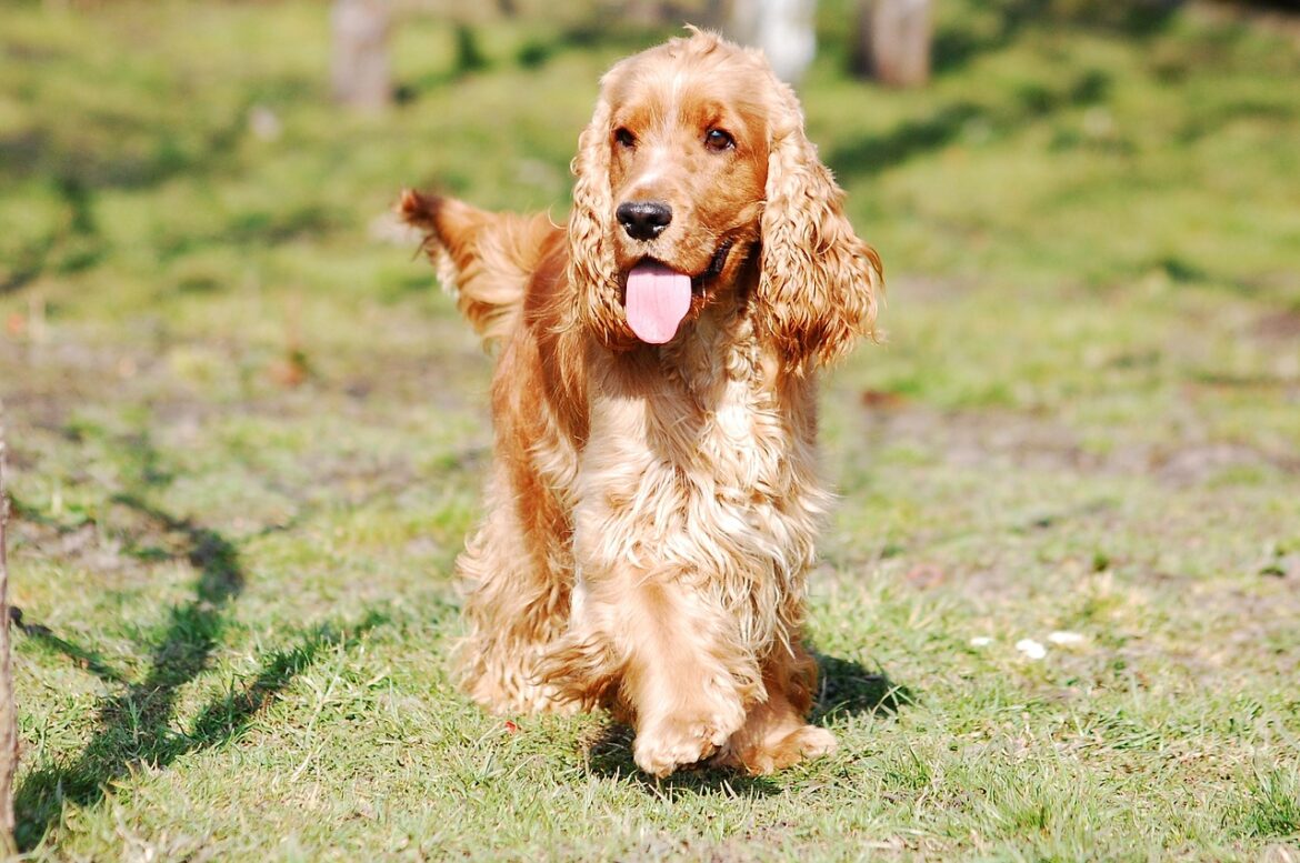 English Cocker Spaniel - Steckbrief, Charakter, Wesen und Haltung