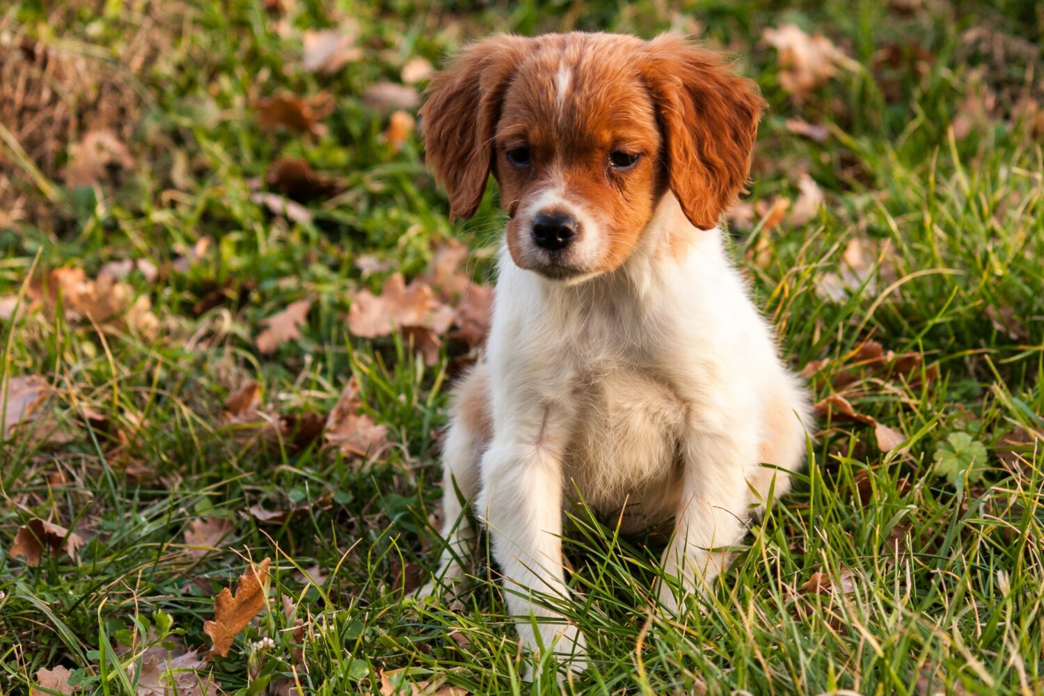 Das Futter des Hundes muss an sein Alter angepasst werden