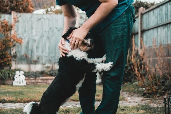 Epilepsie beim Hund Umgang, Behandlung & Heilung edogs.de Magazin