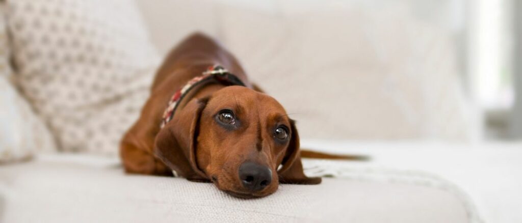 Epilepsie: Hund liegt auf Sofa