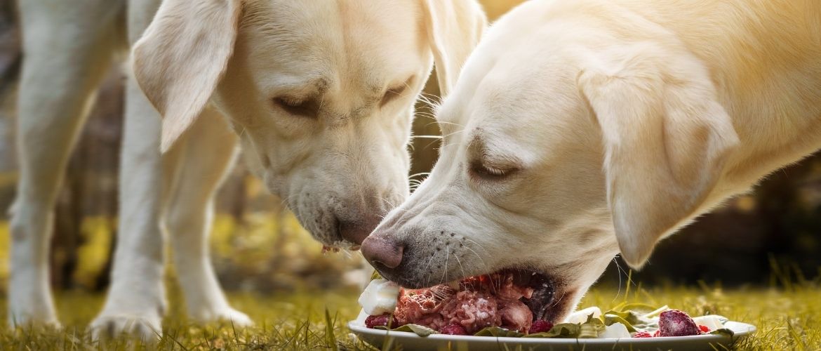 Erbrechen beim Hund Ursachen &amp; Behandlung edogs Magazin