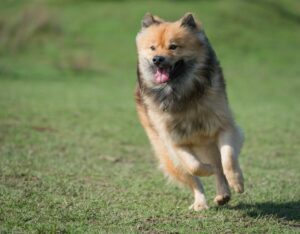 Der sportliche Eurasier muss ausgelastet werden