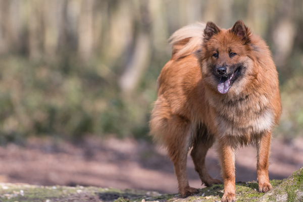 Eurasier draußen