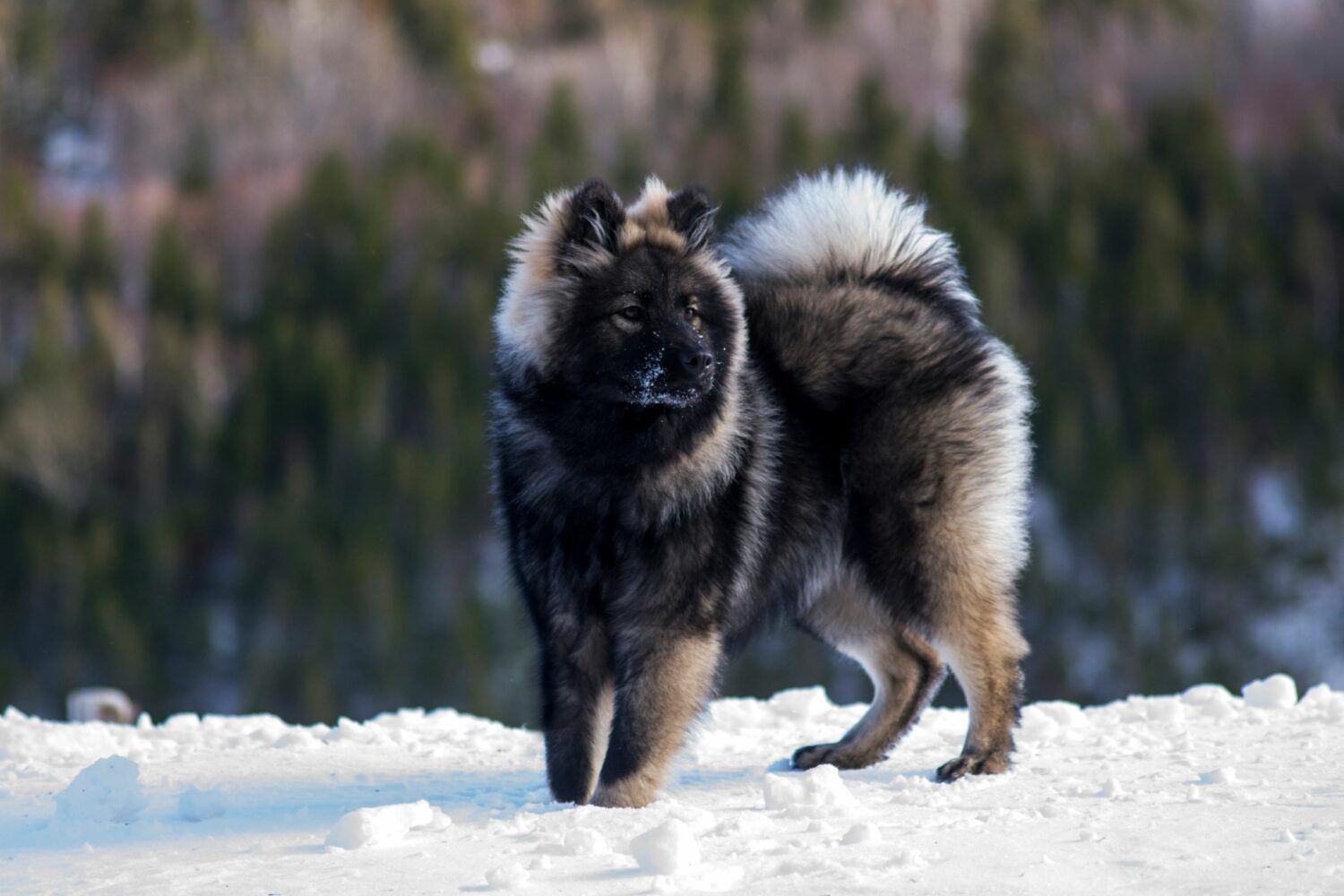 Der Eurasier soll alle Eigenschaften eines idealen Familienhundes verkörpern