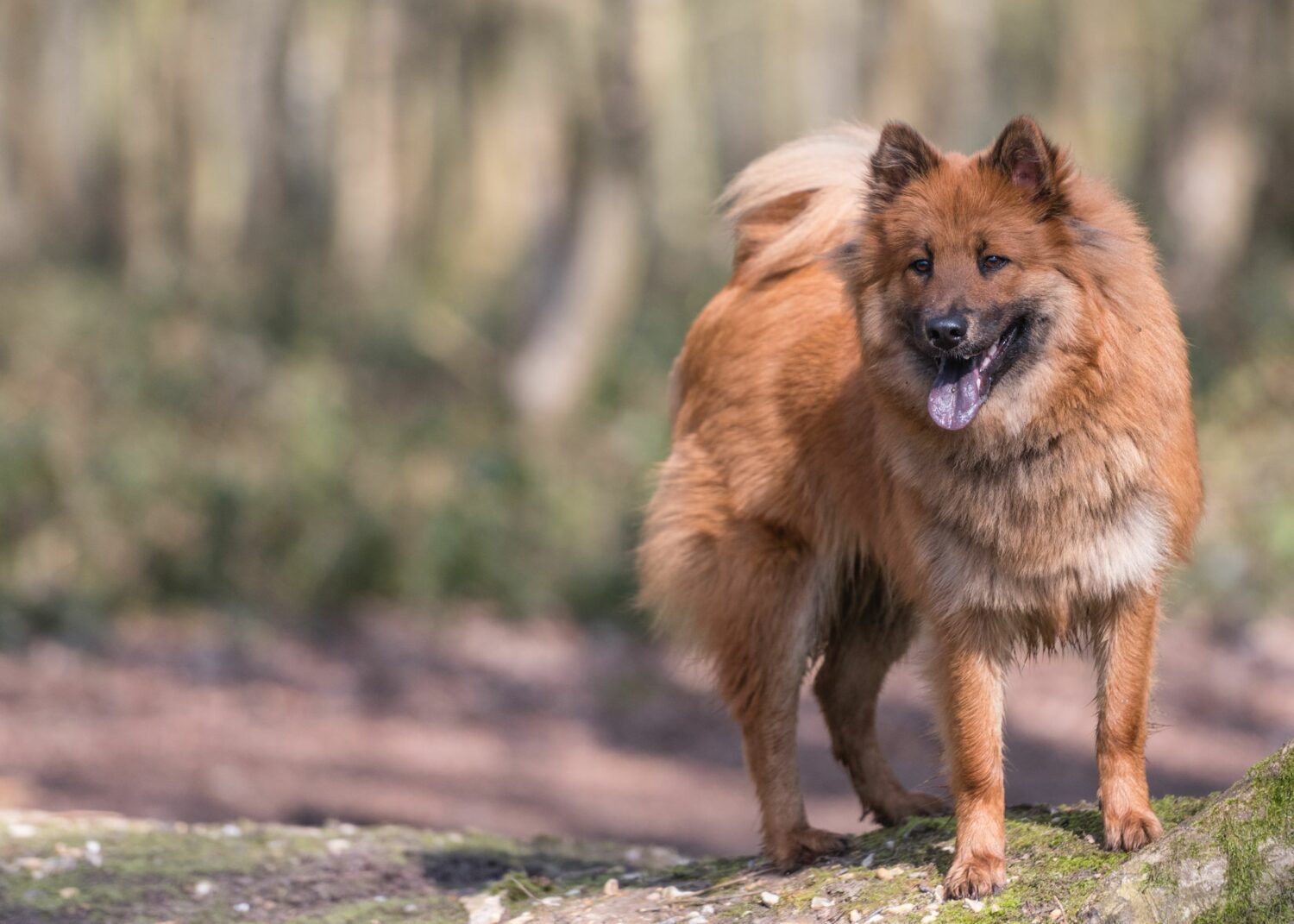 Eurasier sind Begleithunde mit sanftem Wesen