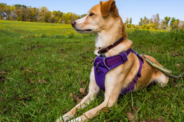 Faehrtenarbeit: Hund liegt auf einer Wiese und trägt ein Geschirr