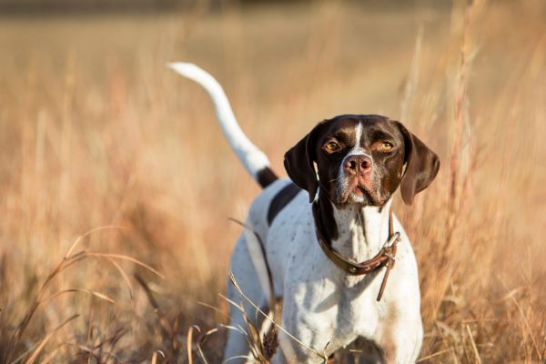 Faehrtenarbeit: Hund hebt neugierig den Kopf