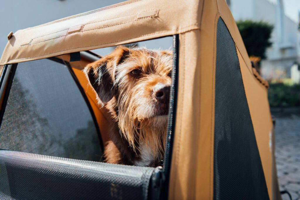 Fahrradfahren mit Hund: Anhänger mit Vierbeiner