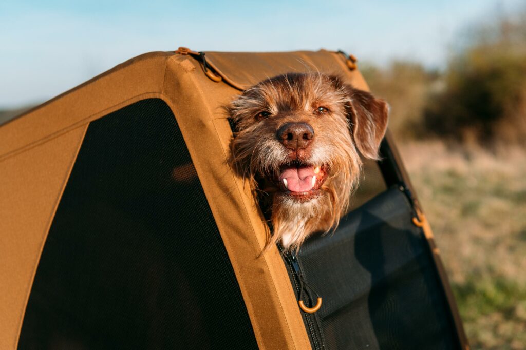 Fahrrad mit Hund: Hund guckt aus Fahrradanhänger