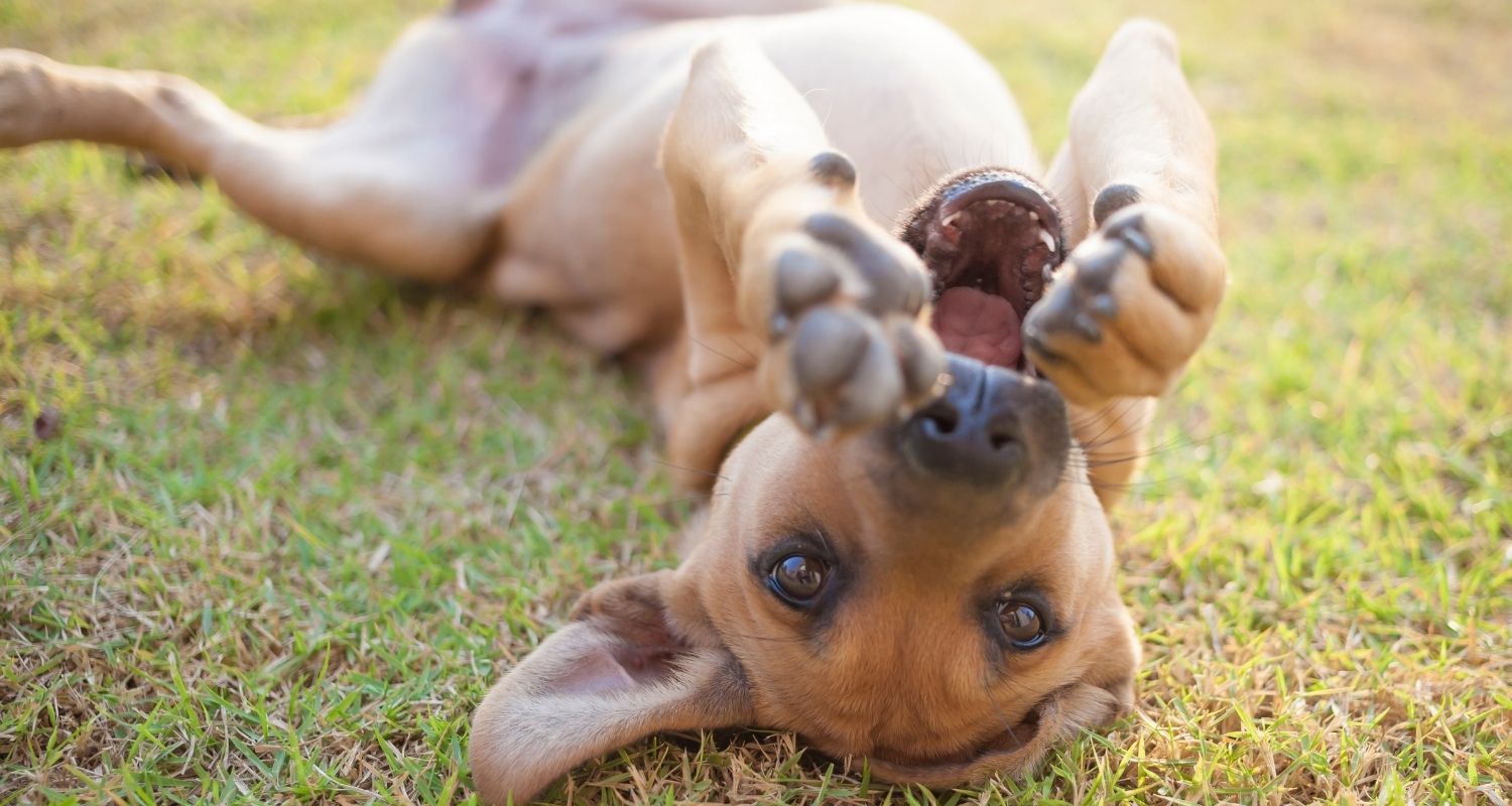 15 kuriose Fakten über Hunde edogs Magazin