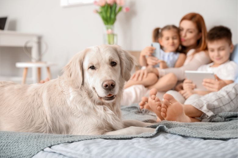 Familienhunde