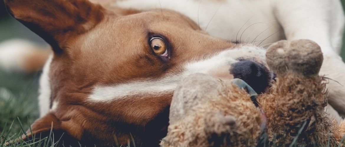 Fieber beim Hund: Vierbeiner liegt mit Spielzeug auf dem Rasen