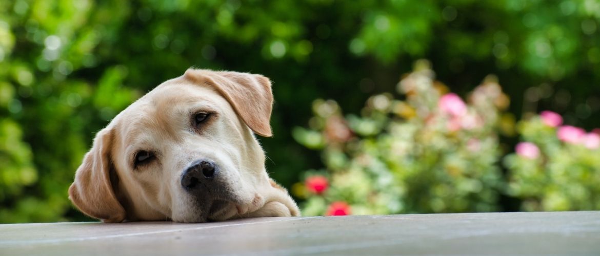 Fieber beim Hund: Vierbeiner legt seinen Kopf ab