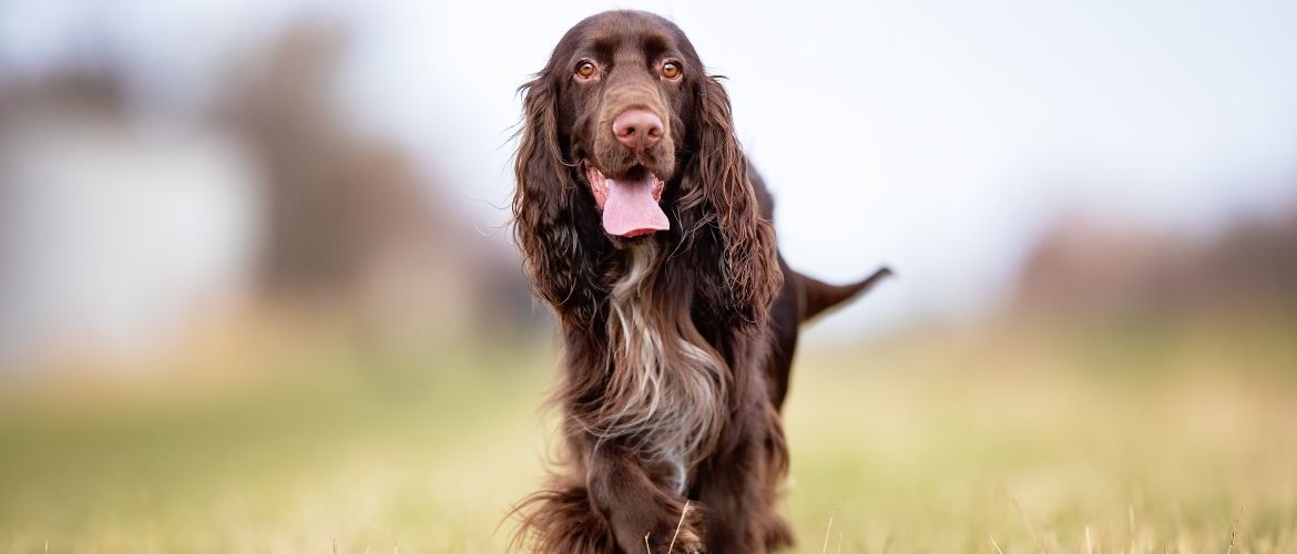 Field Spaniel beim Auslauf