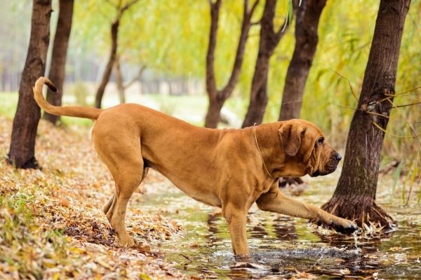 Fila Brasileiro im Rasseportrait