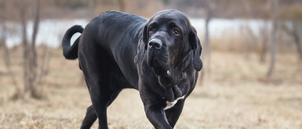 Fila Brasileiro - Charakter, Wesen und