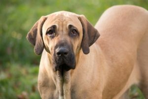 Fila Brasileiro im Rasseportrait