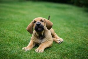 Fila Brasileiro im Rasseportrait