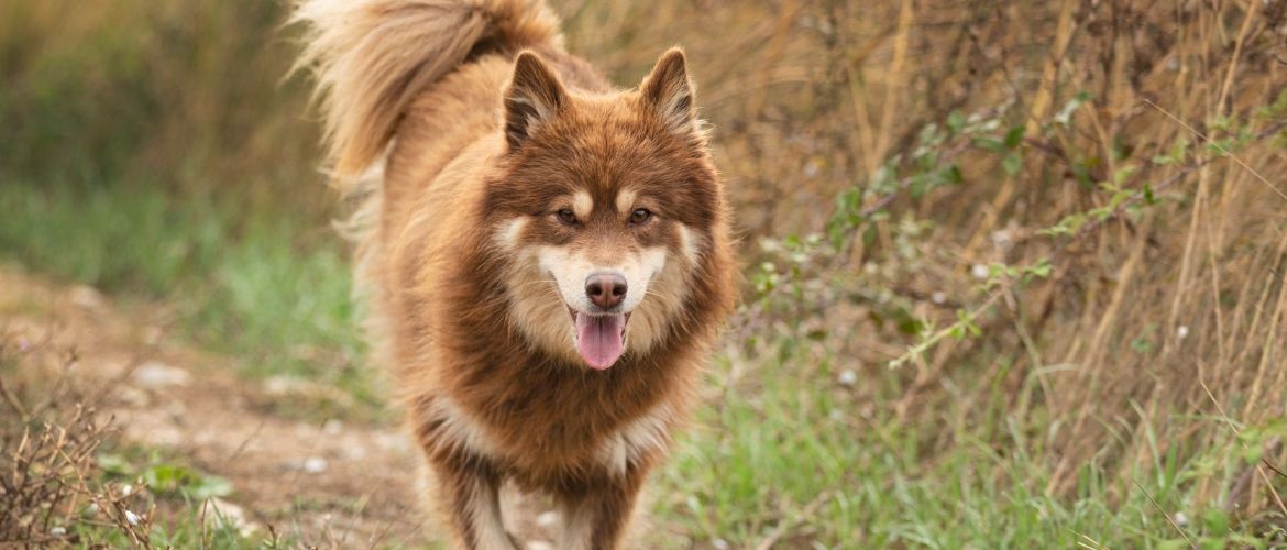 Finnischer Lapphund im Auslauf