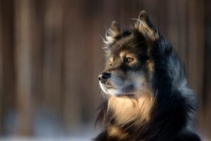 Finnischer Lapphund Kopf