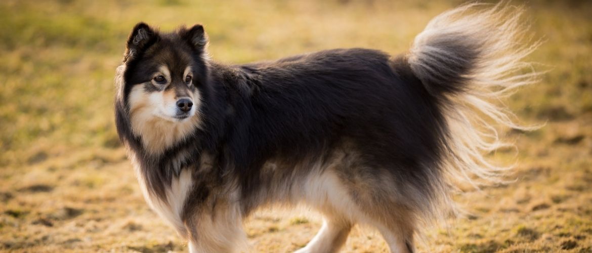 Finnischer Lapphund von der Seite