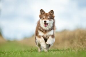 Finnischer Lapphund Welpe