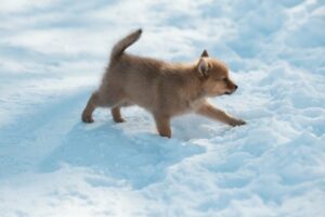 Finnischer Spitz Welpe im Schnee