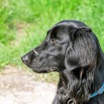 Flat Coated Retriever