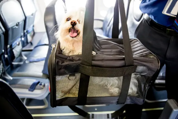Hund ist in einer Transporttaschen im Flugzeug