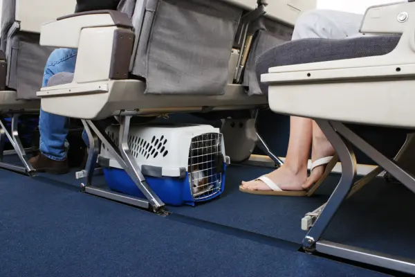 Hund ist in einer Transportbox im Flugzeug