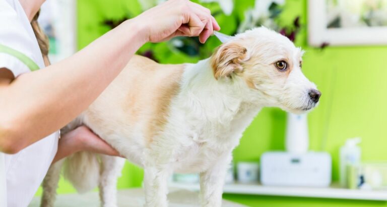 Flöhe beim Hund – Symptome, Übertragung & Behandlung