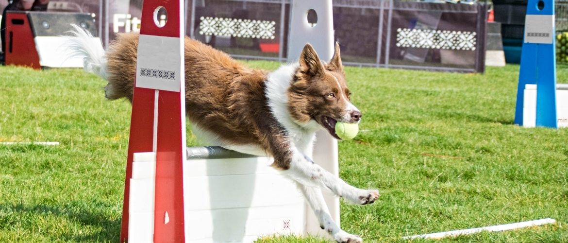 Flyball: Hund mit Ball im Mund im Parcours