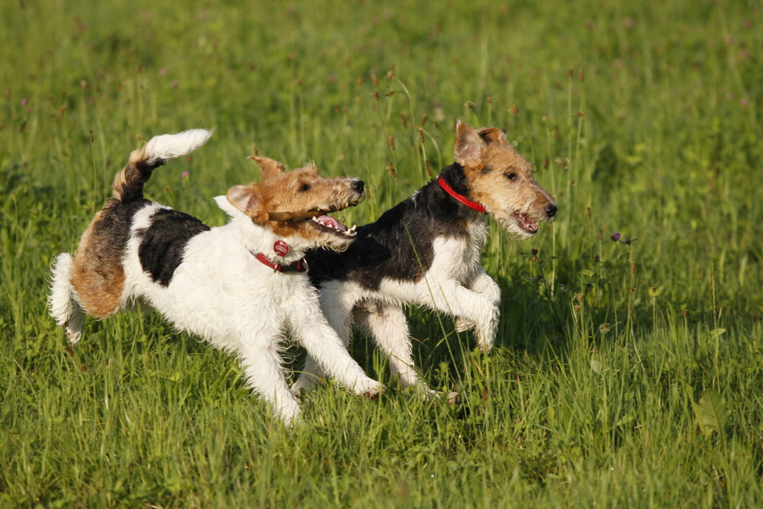 Foxterrier Auslauf