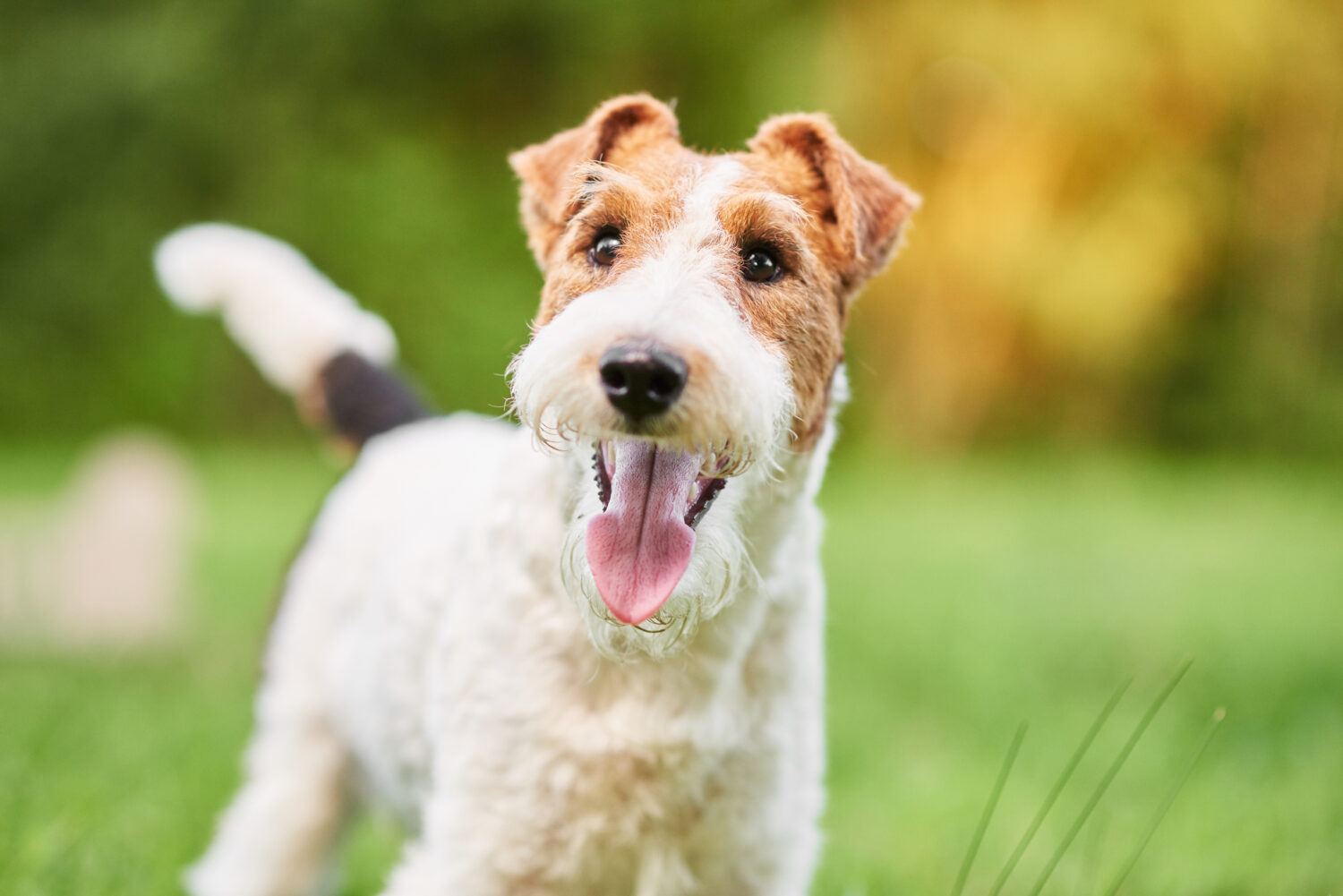 Foxterrier im Portrait