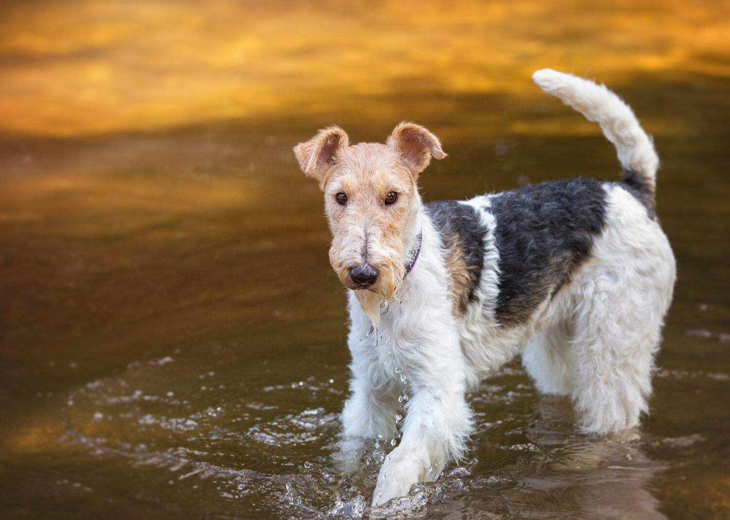 Foxterrier in der Natur