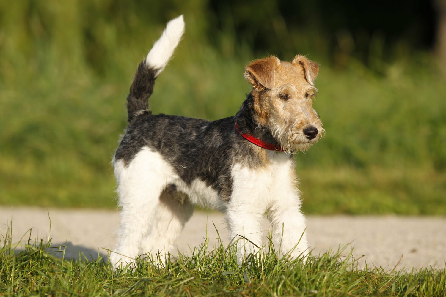 Foxterrier Welpe