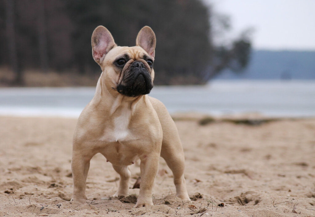 Französische Bulldogge am Strand