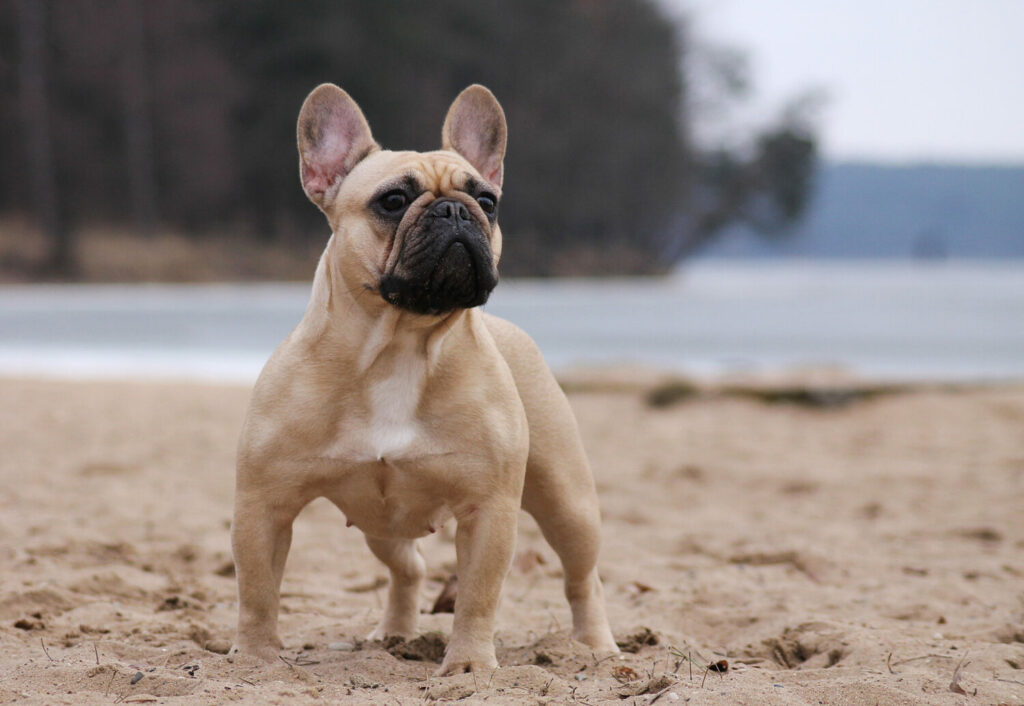 Französische Hunderassen: Französische Bulldogge am Strand