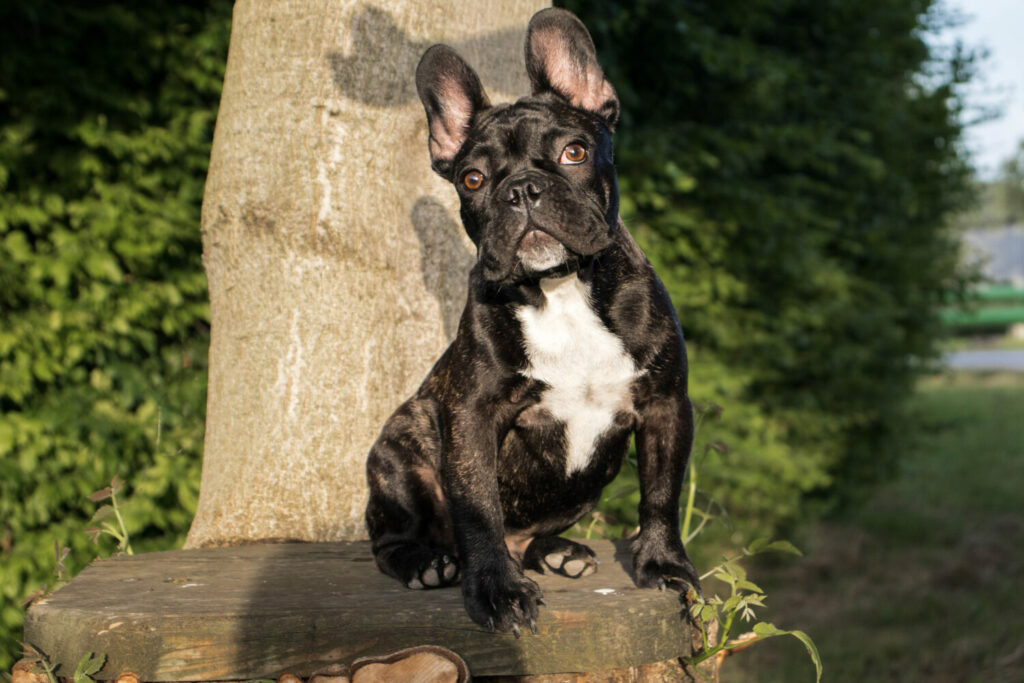 Französische Bulldogge in der Natur