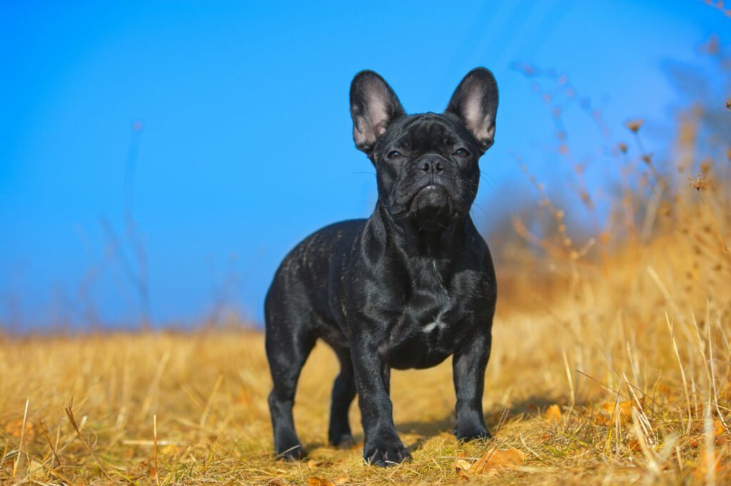 Französische Bulldogge in der Natur