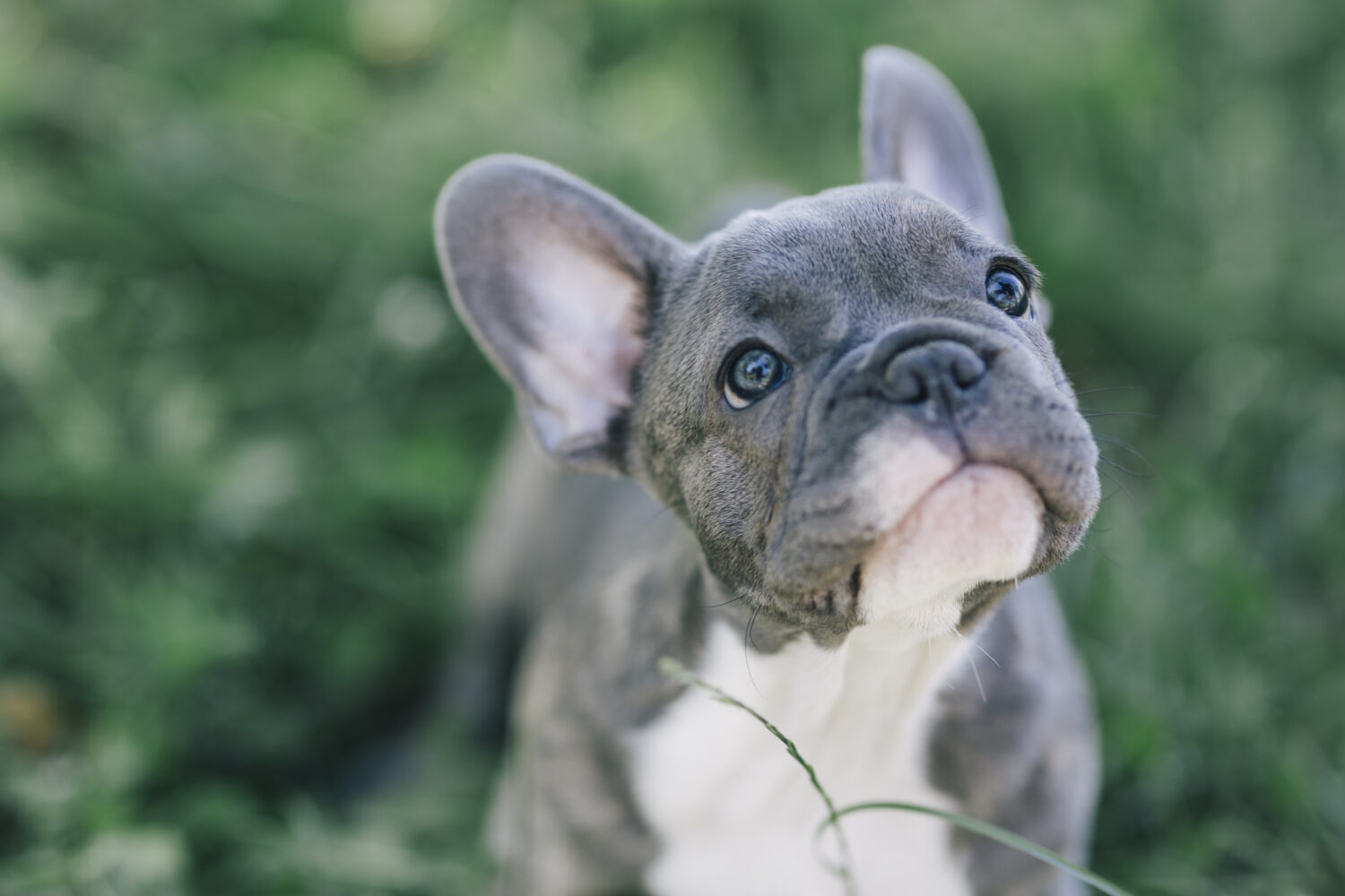 Französische Bulldogge ›